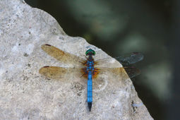 IMG_0172.jpg